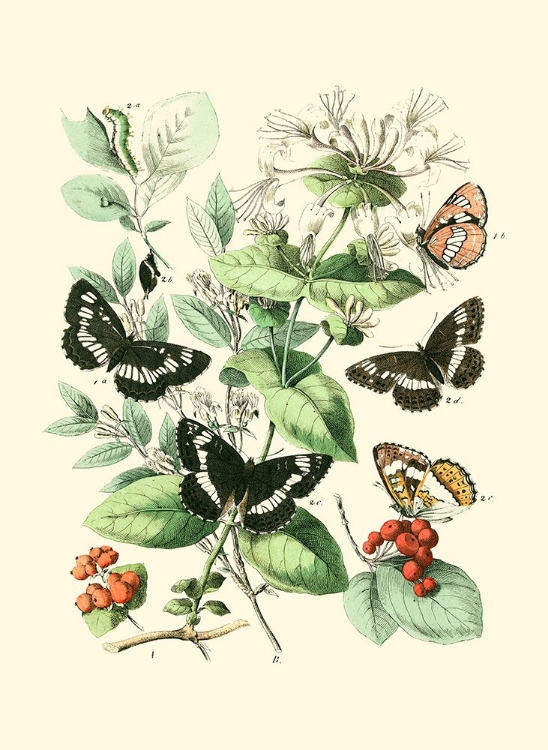 Picture of GARDEN BUTTERFLIES I