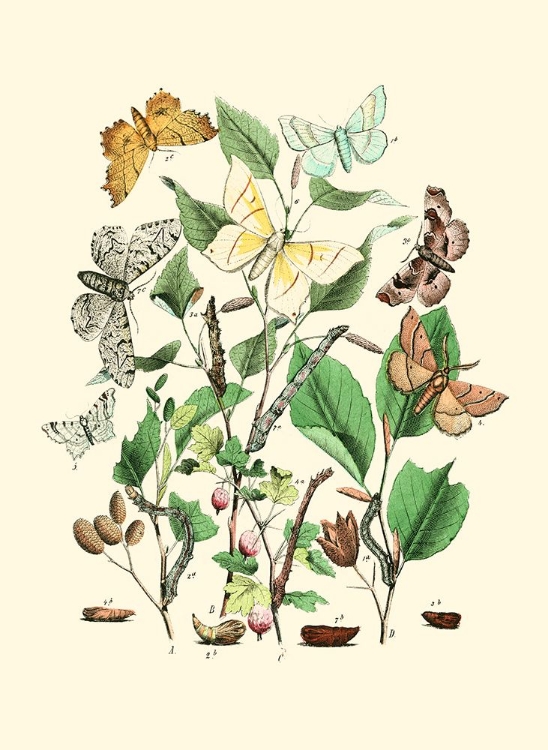 Picture of GARDEN BUTTERFLIES III