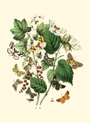 Picture of GARDEN BUTTERFLIES IV