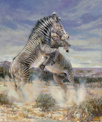 Picture of Zebras