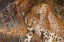 Picture of Spotted