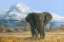 Picture of Elephant