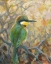 Picture of Merops Pusillus Looking Right
