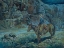 Picture of Night Watch