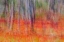 Picture of ANEMONES IN THE FOREST