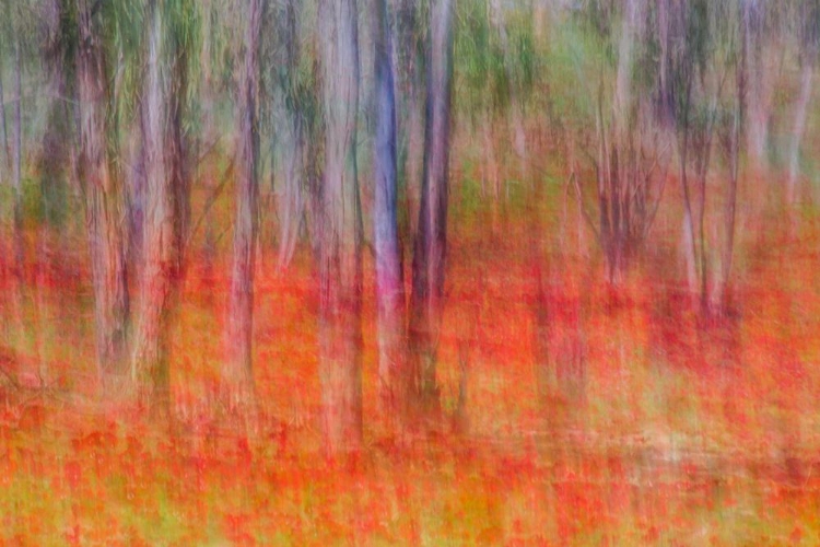 Picture of ANEMONES IN THE FOREST
