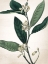 Picture of BOTANICAL GREEN 1