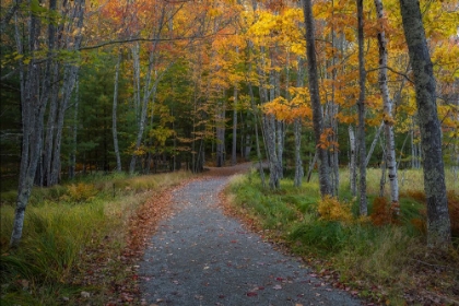 Picture of COLORED PATH II