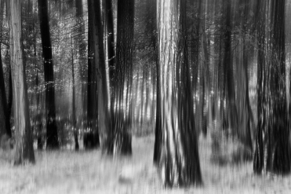 Picture of DISTANT DOGWOODS IN BW