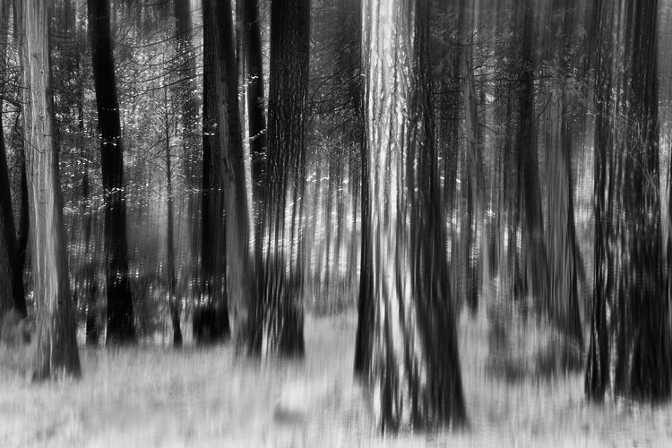 Picture of DISTANT DOGWOODS IN BW