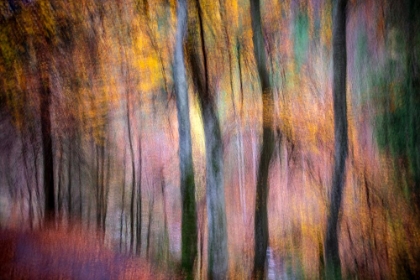 Picture of FOREST IN AUTUMN