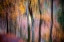 Picture of FOREST IN AUTUMN