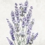 Picture of LAVENDER SQUARE 2
