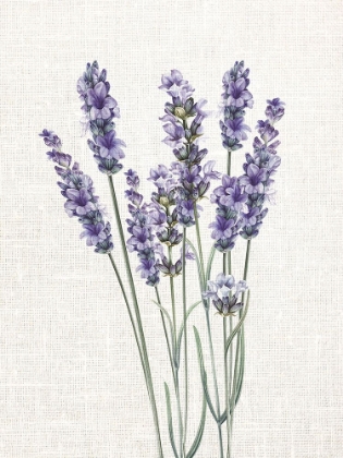 Picture of LINEN LAVENDER 1