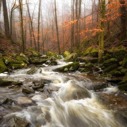 Picture of LOWER SAUTY CREEK II