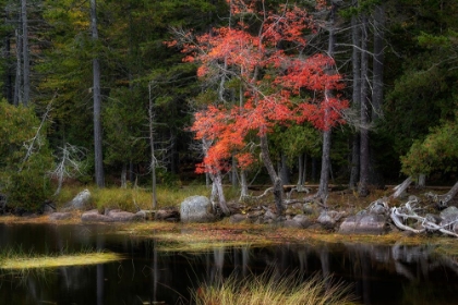 Picture of RED REFLECTIONS II