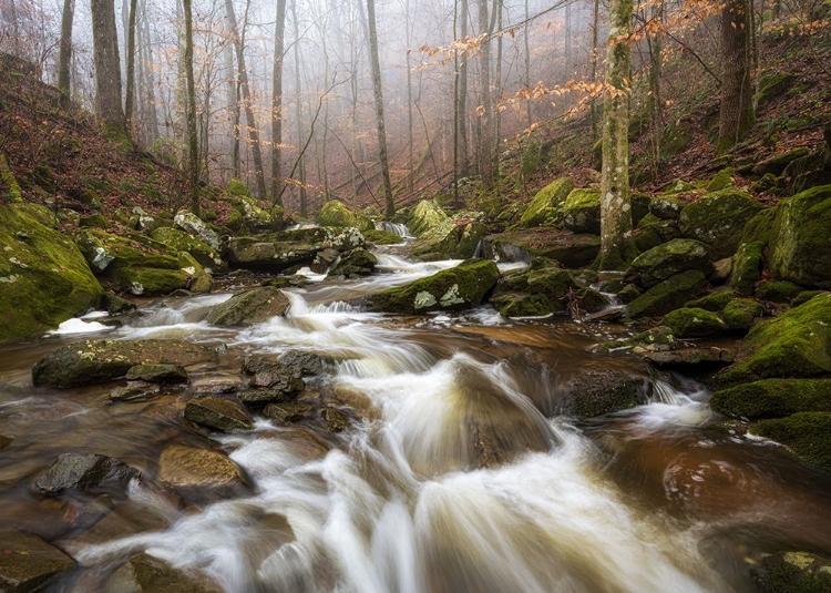 Picture of SAUTY CREEK FALLS III