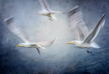 Picture of SEAGULLS