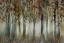Picture of THE DARK FOREST