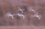 Picture of TUNDRA SWANS IN ACTION