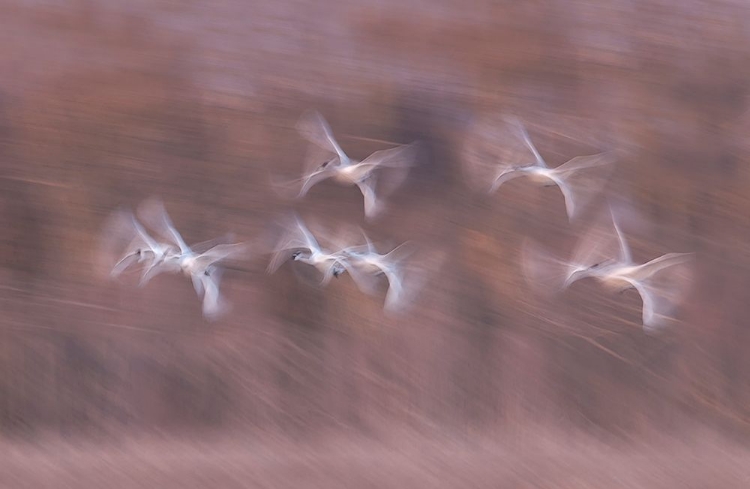 Picture of TUNDRA SWANS IN ACTION