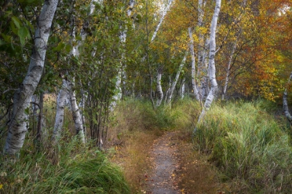 Picture of WALK IN THE HEMLOCKS