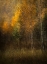 Picture of WOODS
