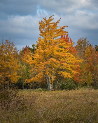 Picture of YELLOW