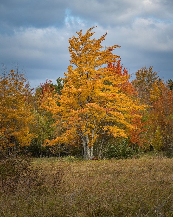 Picture of YELLOW