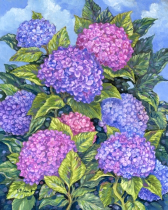 Picture of LONGWOOD HYDRANGEAS