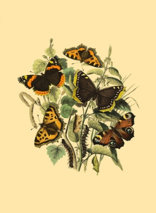 Picture of SMALL BUTTERFLY GATHERING II