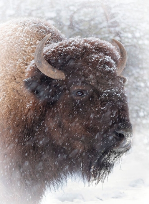Picture of BUFFALO IN SNOW
