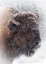 Picture of BUFFALO IN SNOW