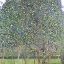 Picture of KLIMT MULTICOLOR LANDSCAPES II