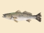 Picture of SALTWATER SPECIES II