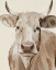 Picture of SEPIA SWEETIE II