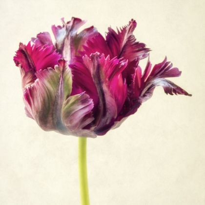 Picture of SINGLE PARROT TULIP  I
