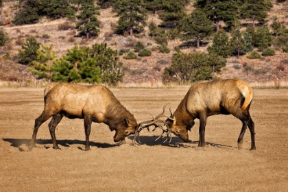Picture of TWO ELKS I