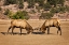 Picture of TWO ELKS I