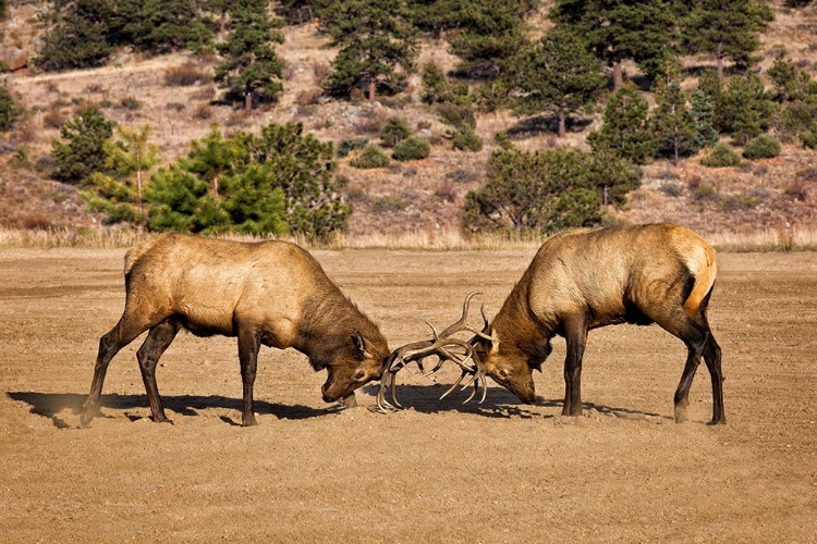 Picture of TWO ELKS I