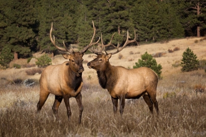 Picture of TWO ELKS II