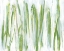 Picture of VERGE IN GREEN II
