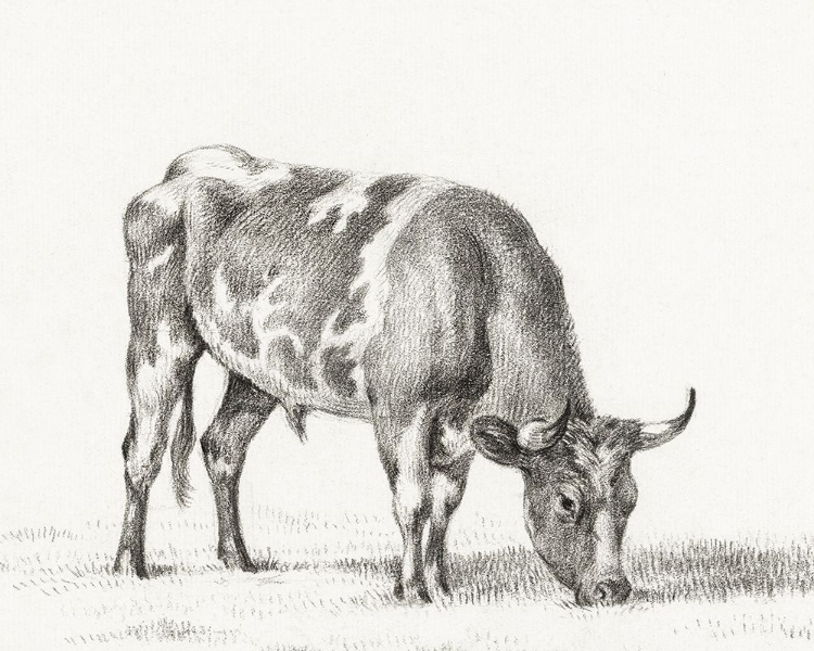 Picture of BERNARDS BULL RENDERINGS I