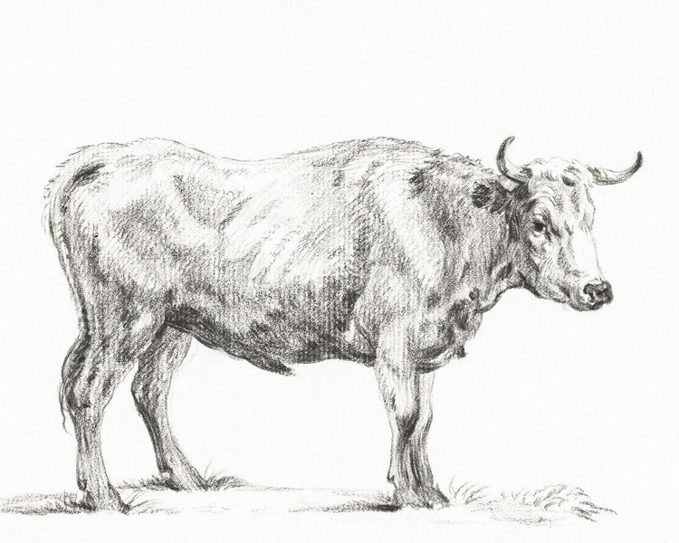 Picture of BERNARDS BULL RENDERINGS II