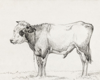 Picture of BERNARDS BULL RENDERINGS III