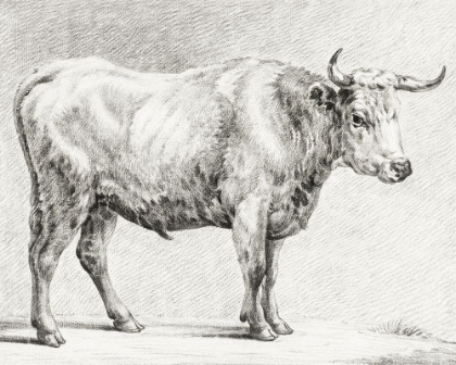 Picture of BERNARDS BULL RENDERINGS IV