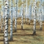 Picture of BIRCH HILLSIDE II