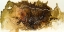 Picture of BONDED GOLD I