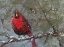 Picture of CARDINAL IN SNOW I