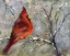 Picture of CARDINAL IN SNOW II